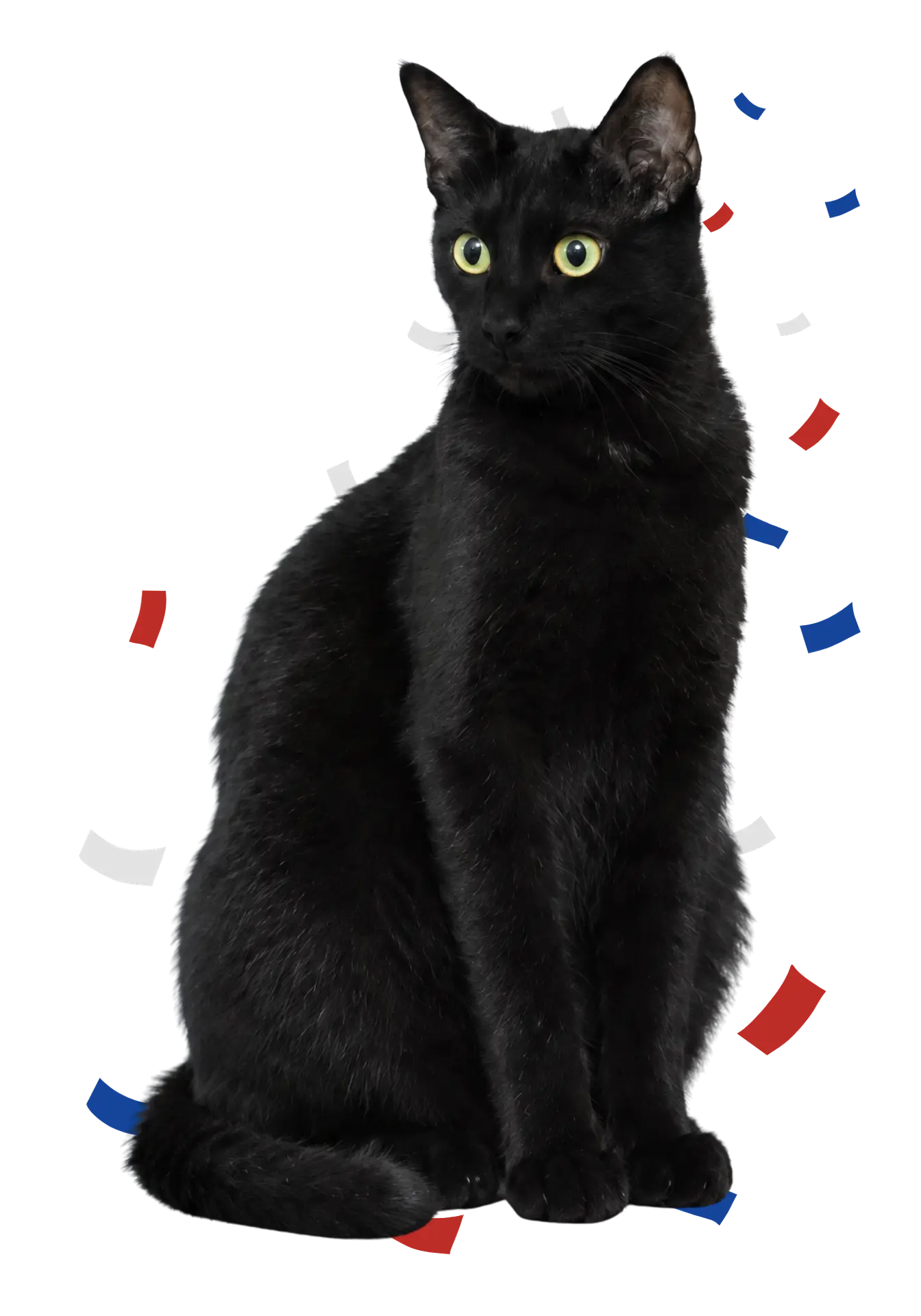Bear, the Stubborn Ibex Studios cat