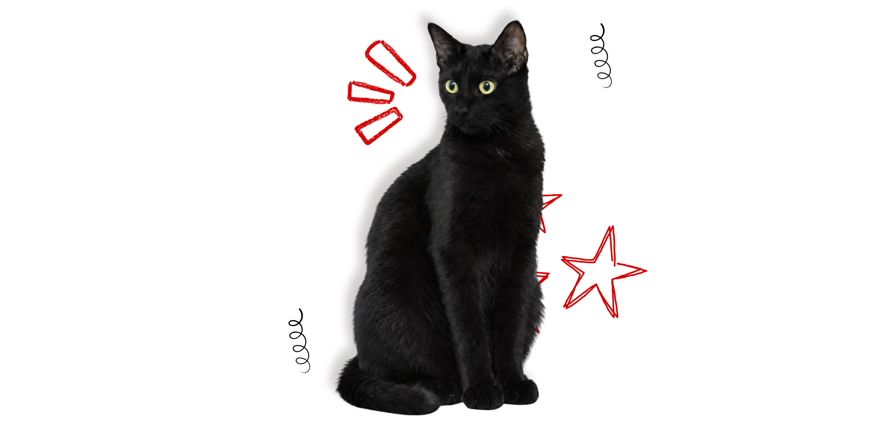 Bear, a black cat with bright eyes, surrounded by playful red stars