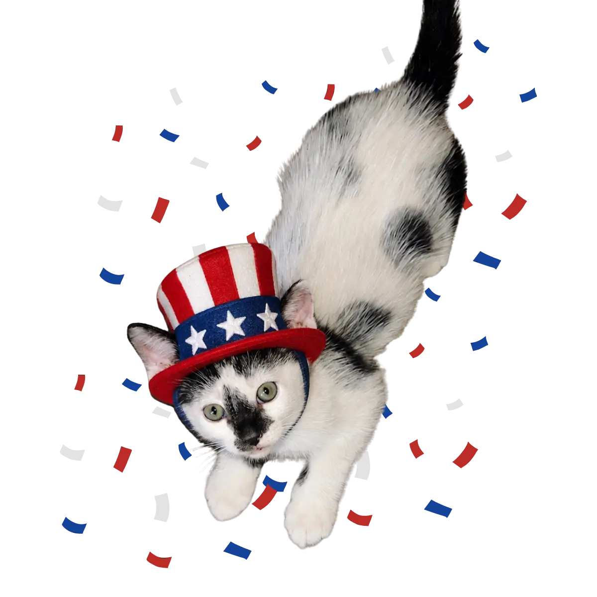 Dot, the Stubborn Ibex Studios cat, with the Climb USA graphic